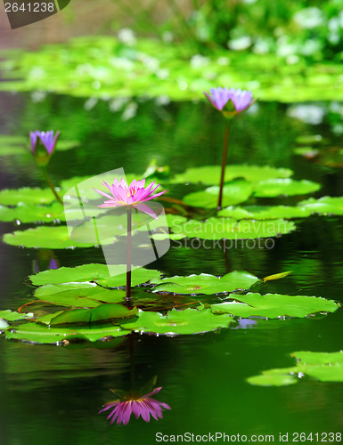 Image of Lotus flower in pond