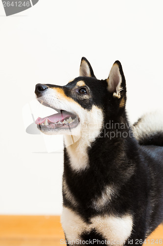 Image of Black shiba side profile