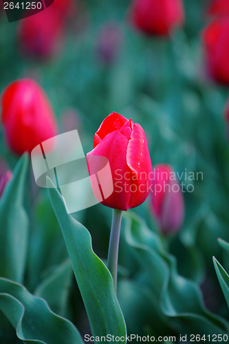 Image of Red tulip 