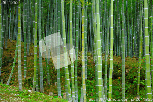 Image of Green bamboo forest