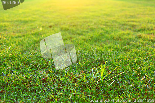 Image of Green lawn with sunlight