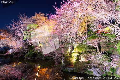 Image of Sakura tree with river reflection at night