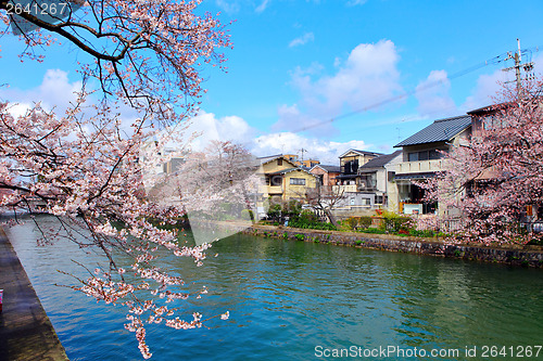 Image of Traditional house in Japan with sakura