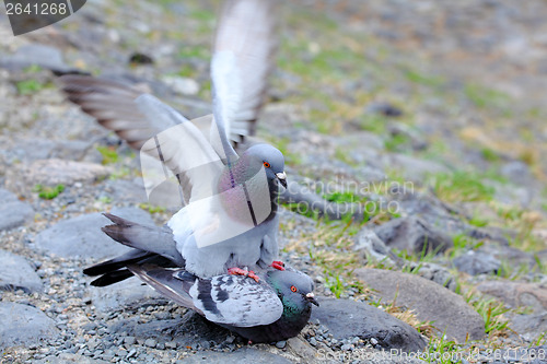 Image of Pigeons having sex
