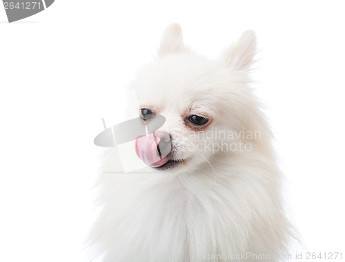 Image of White pomeranian dog with tongue