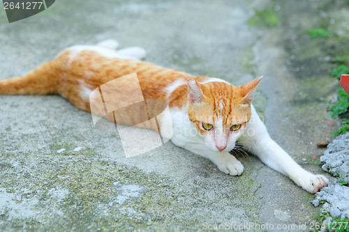 Image of Street cat