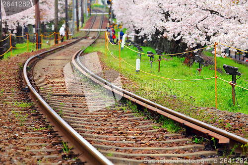 Image of Sakura and railway