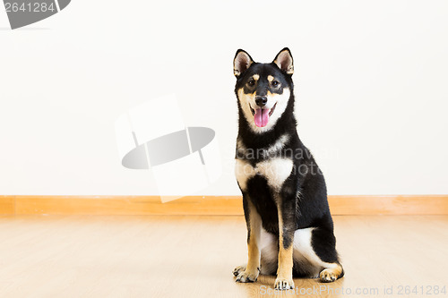 Image of Black shiba