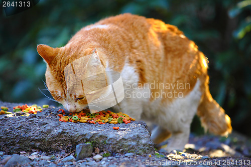 Image of Street cat