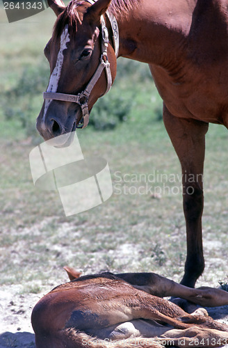 Image of Mare with foal