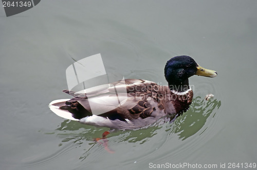 Image of Duck