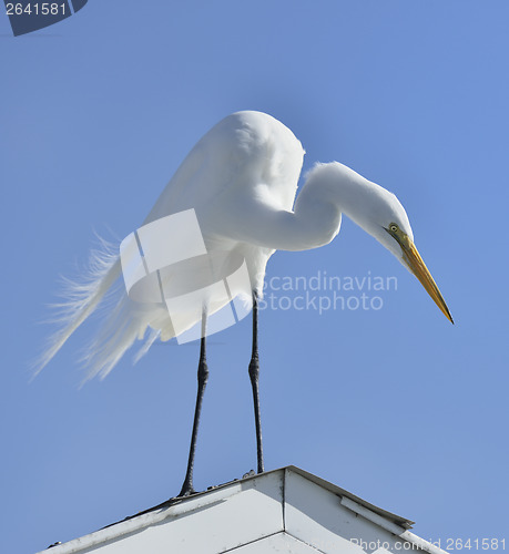 Image of Great White Egret 