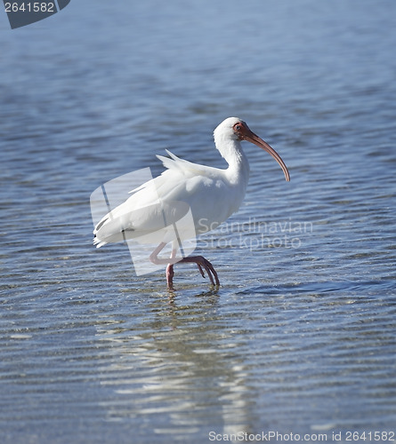 Image of White Ibis