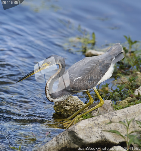 Image of Tricolored Heron