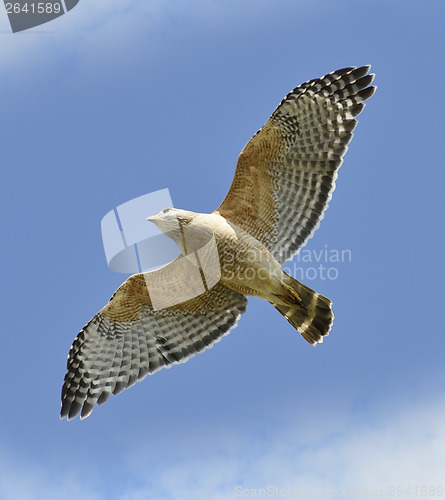 Image of Red-shouldered Hawk