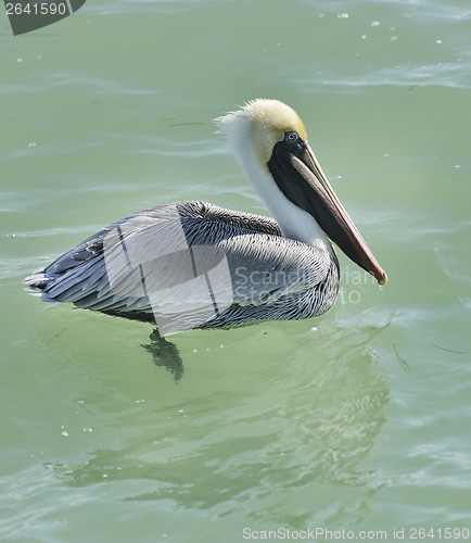 Image of Brown Pelican