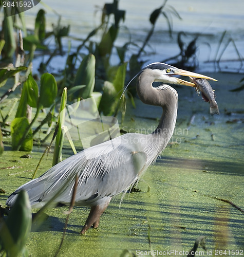 Image of Great Blue Heron