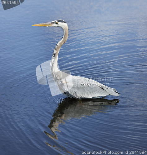 Image of Great Blue Heron 