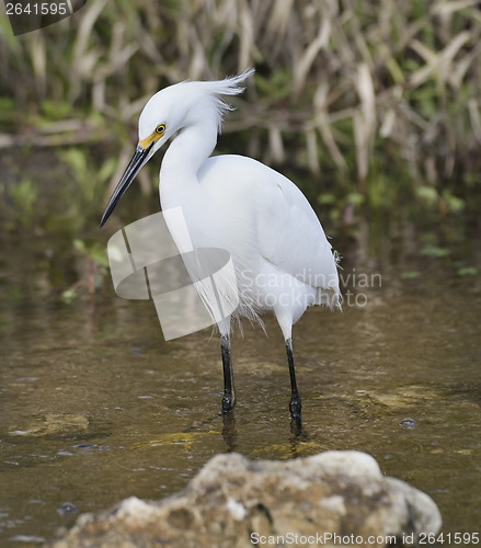 Image of Snowy Egret (Egretta thula)