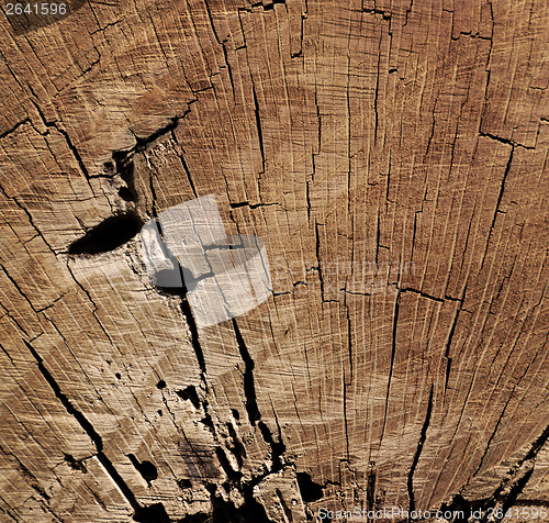 Image of Texture Of Tree Stump 