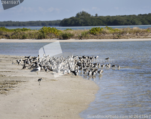 Image of Bird Colony On The Seashore