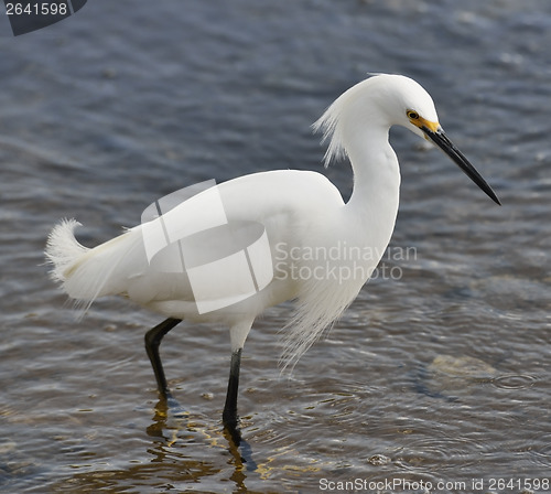 Image of Snowy Egret (Egretta thula) 