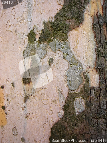 Image of Bark Backround 2