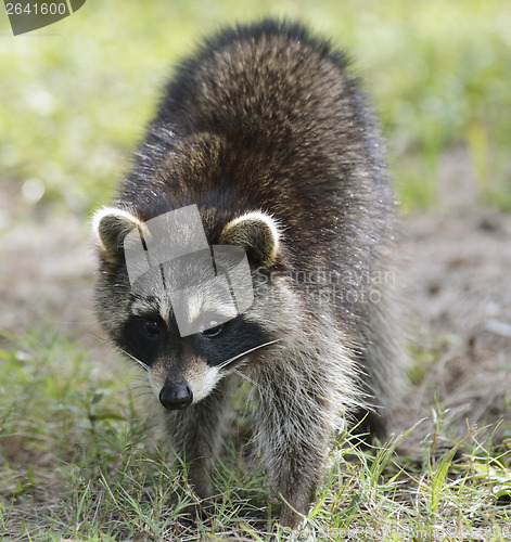 Image of Raccoon
