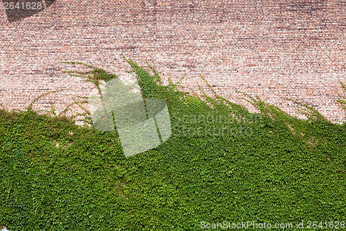 Image of ivy on the wall