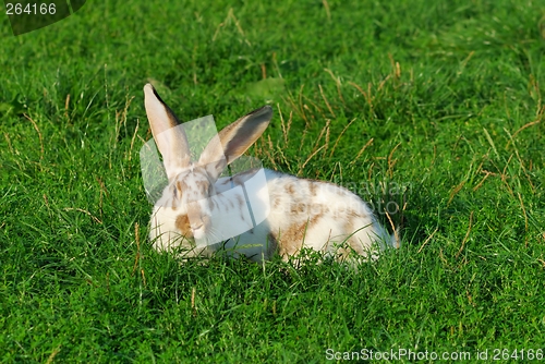 Image of Rabbit