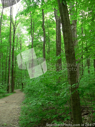 Image of Forest Trail