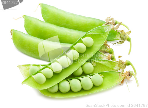 Image of Pea