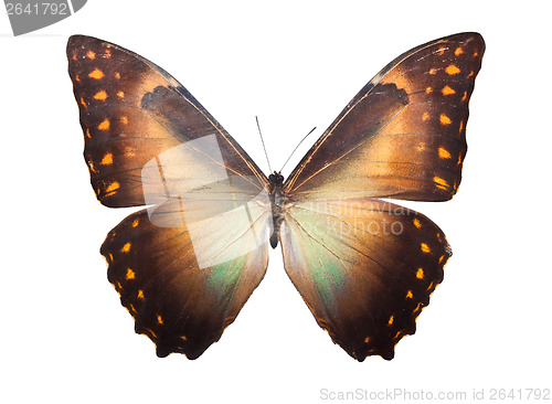 Image of Butterfly Morpho Telemachus