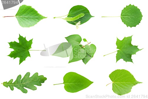 Image of Leaves