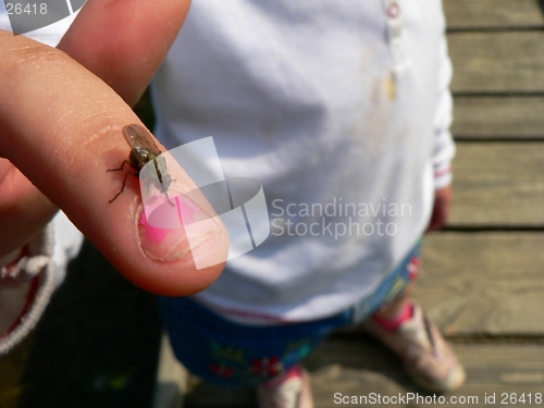 Image of Fly on Finger