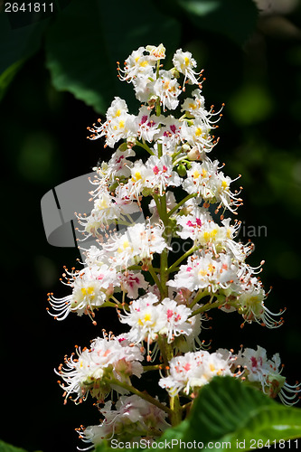 Image of Chestnut tree flowers