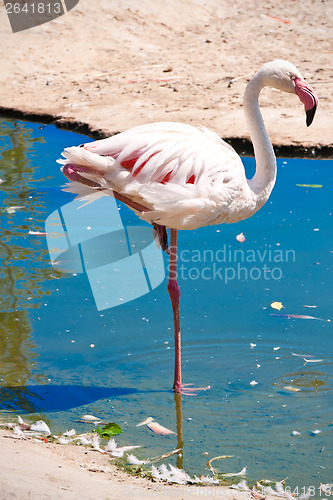 Image of Flamingo