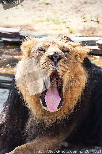 Image of Lion