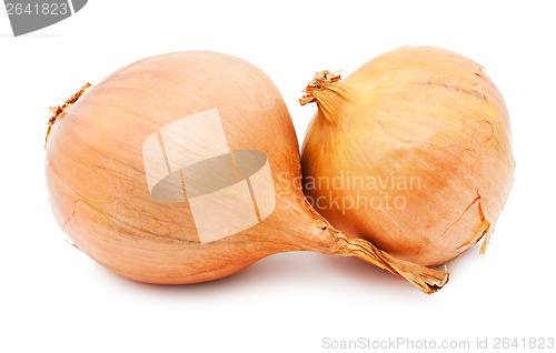 Image of Onion