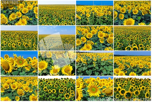 Image of Sunflowers