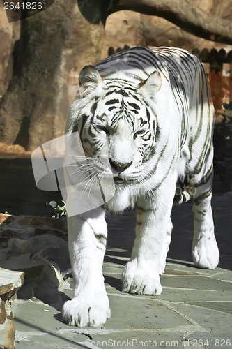 Image of White Tiger