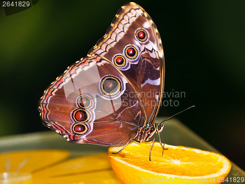 Image of Butterfly