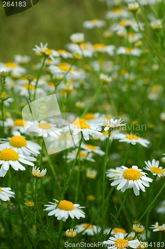 Image of Flowers