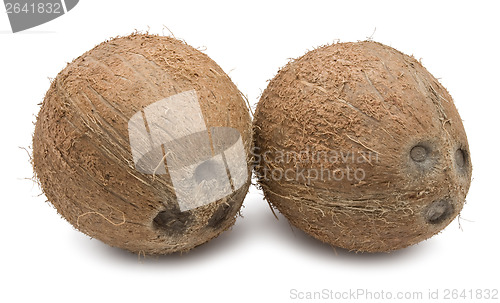 Image of Coconut