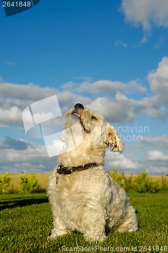 Image of Bichon Havanais dog