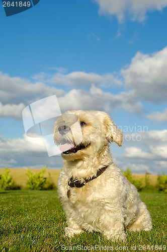 Image of Happy Bichon Havanais dog