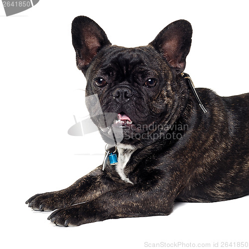 Image of French Bulldog dog on white background