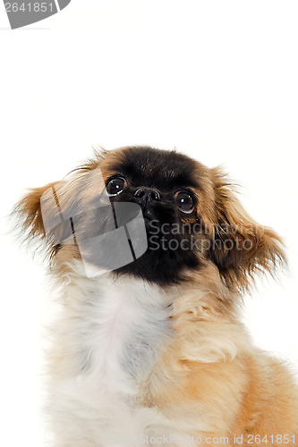 Image of Puppy dog is looking up