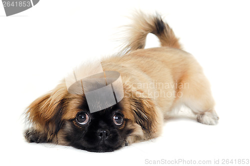 Image of Sad puppy dog is resting