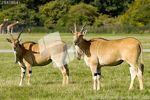 Image of Two antelopes is standing on green grass and looking